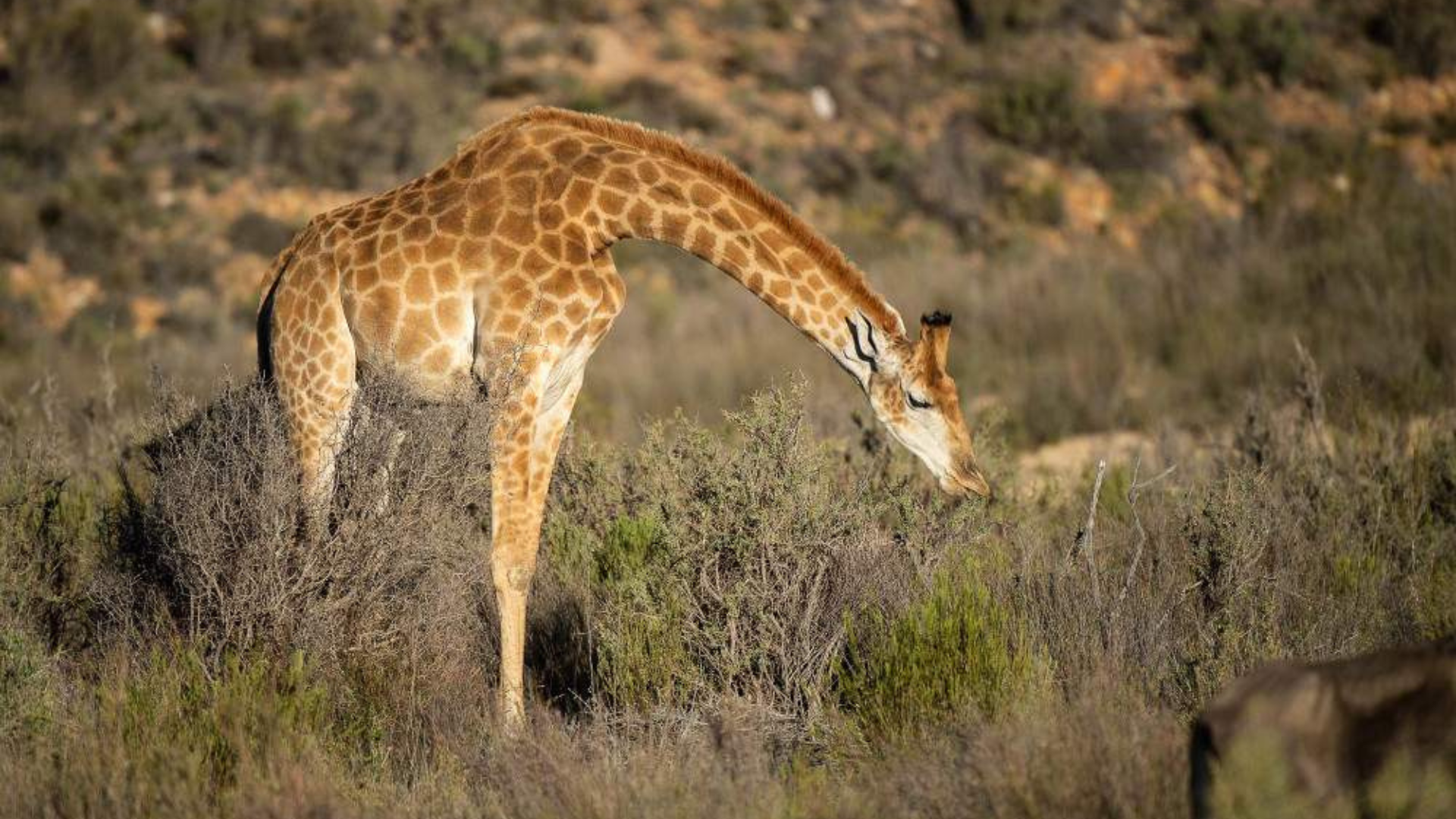 4-Day Safari & Scenic Tour – Cape Town to Garden Route