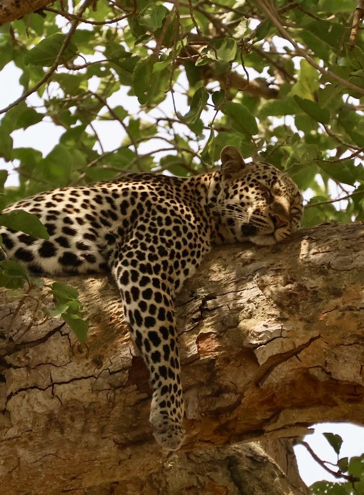 2-Day Inverdoorn Safari – Big Five Cape Town Experience