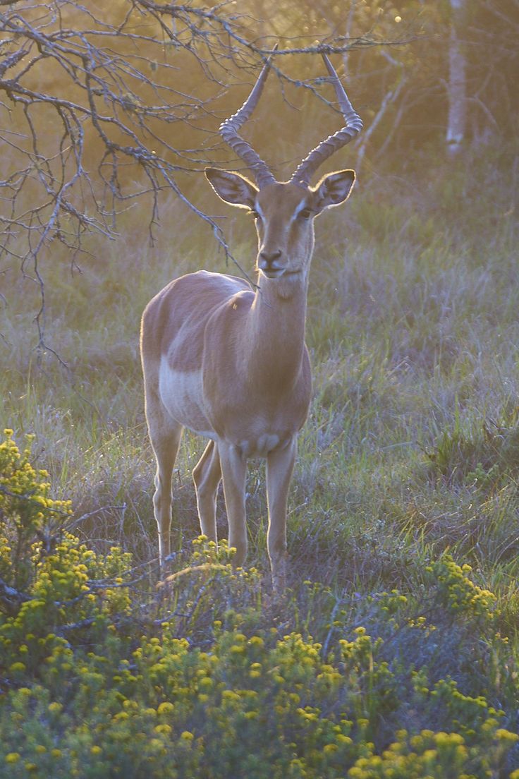 3-Day Cape Agulhas, Safari & Winelands Experience