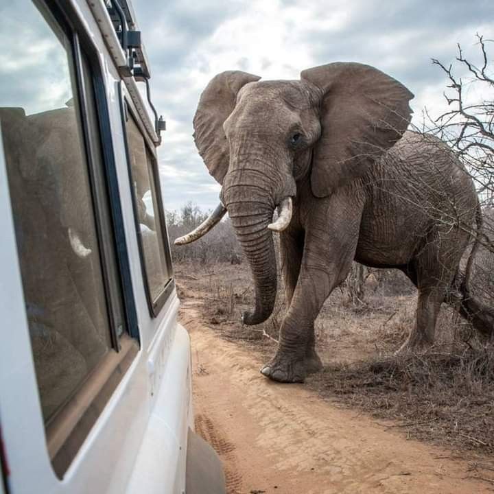 1-Day Kruger Safari at Sunset – Chase the Big Five at Dusk