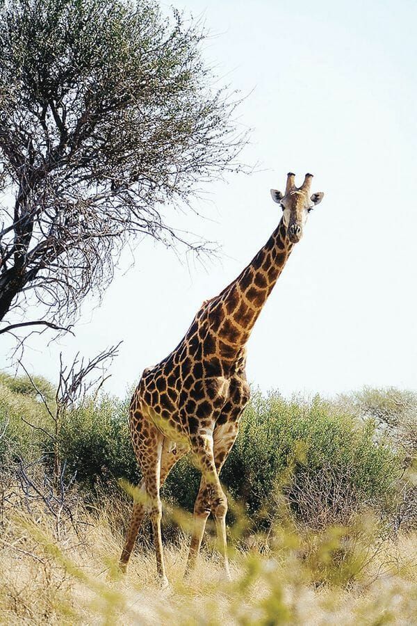 5-Day Madikwe Game Reserve Safari