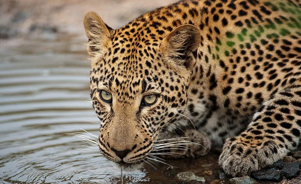 Safari Dumela Económico de 5 Días con Vuelo desde Ciudad del Cabo – Camping