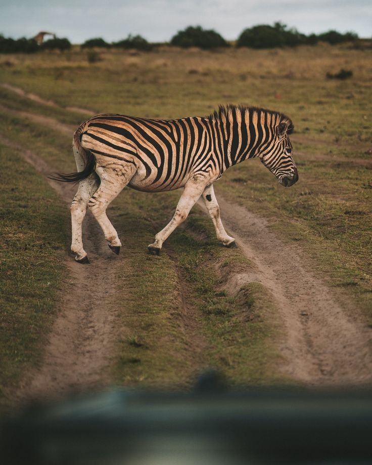 2-Day Inverdoorn Safari – Big Five Cape Town Experience