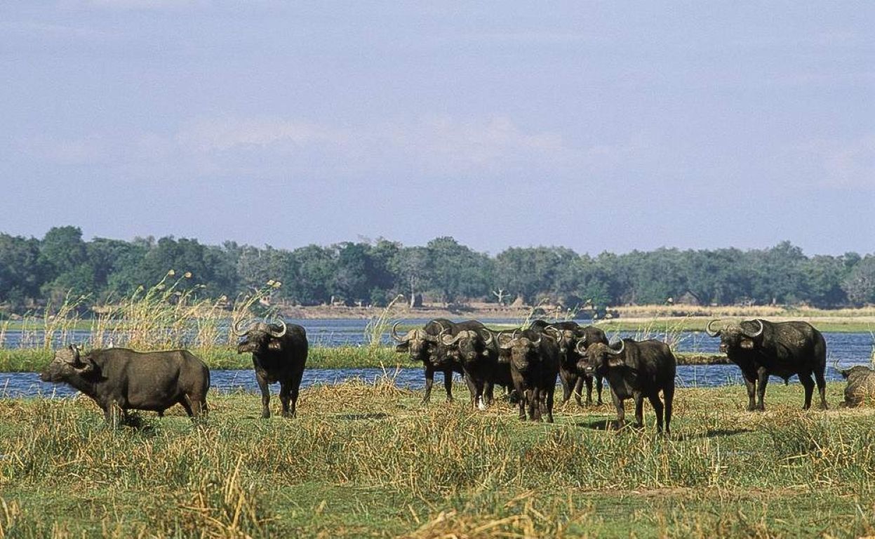 Safari de gama media en el Nguni Lodge – 5 días