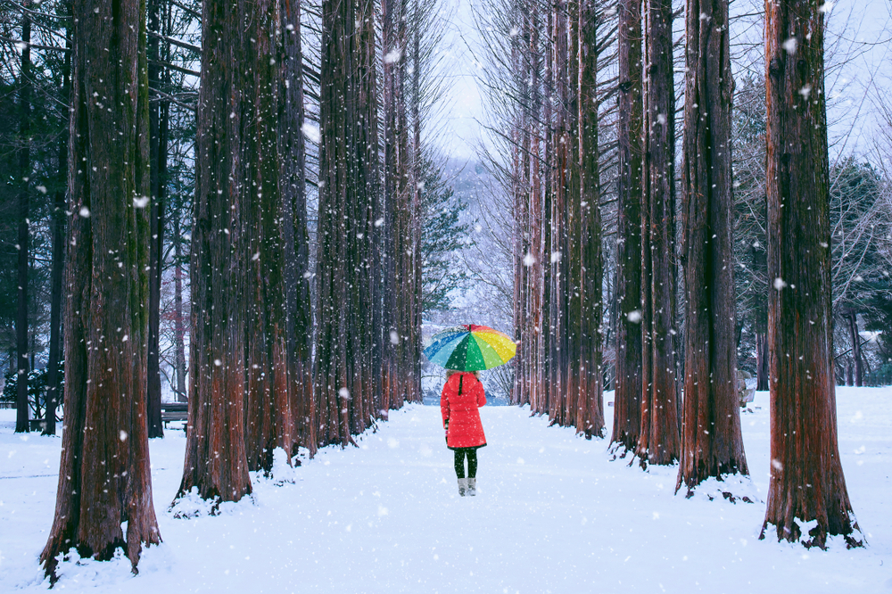 Winter Nami Island, Strawberry Farm & Garden of Morning Calm Winter Light Display Private Transport Tour (9 passengers max)