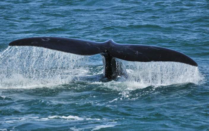 Tour de 1 Día por la Ruta de las Ballenas – Experiencia en Hermanus