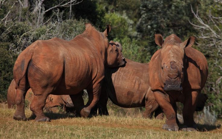 1-Day Cape Town Big Five Adventure with All Meals