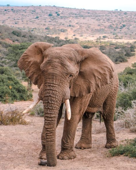 2-Day Inverdoorn Safari – Big Five Cape Town Experience