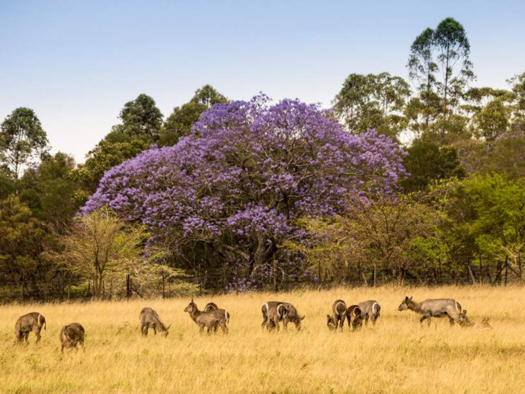 4-Day Eswatini Cultural & Wildlife Experience
