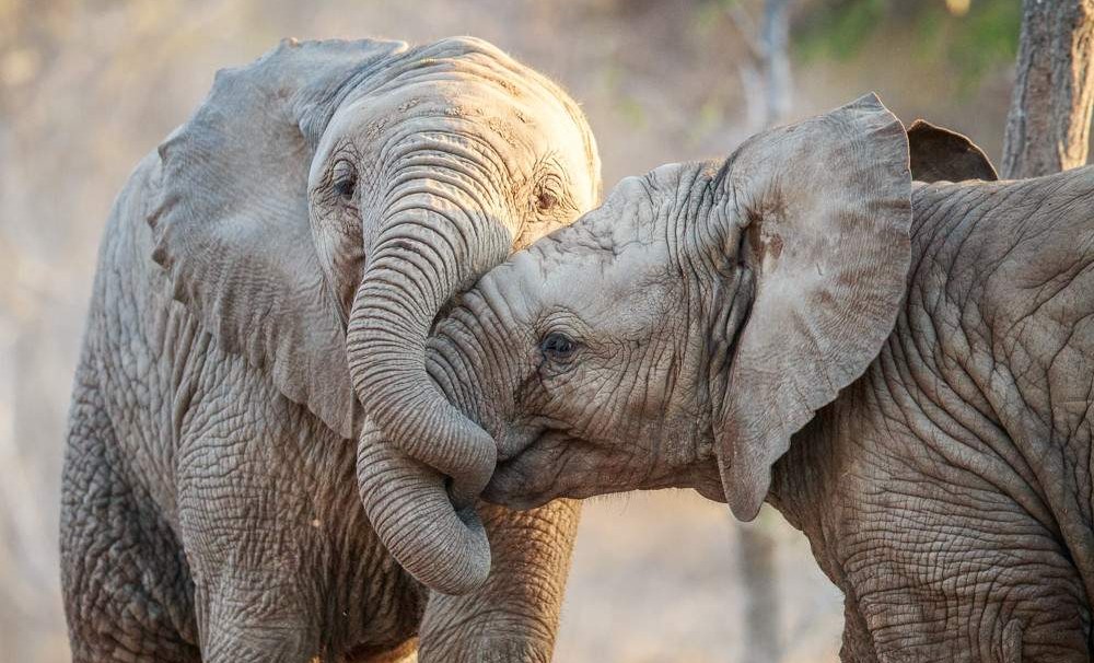 Safari en el campamento Langa Langa, sur del Kruger – 3 días