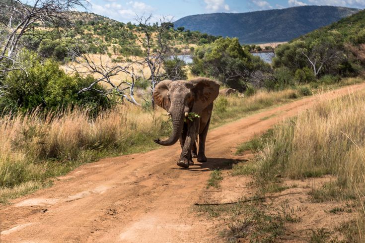 2-Day Authentic Big Five Camping Safari at Pilanesberg