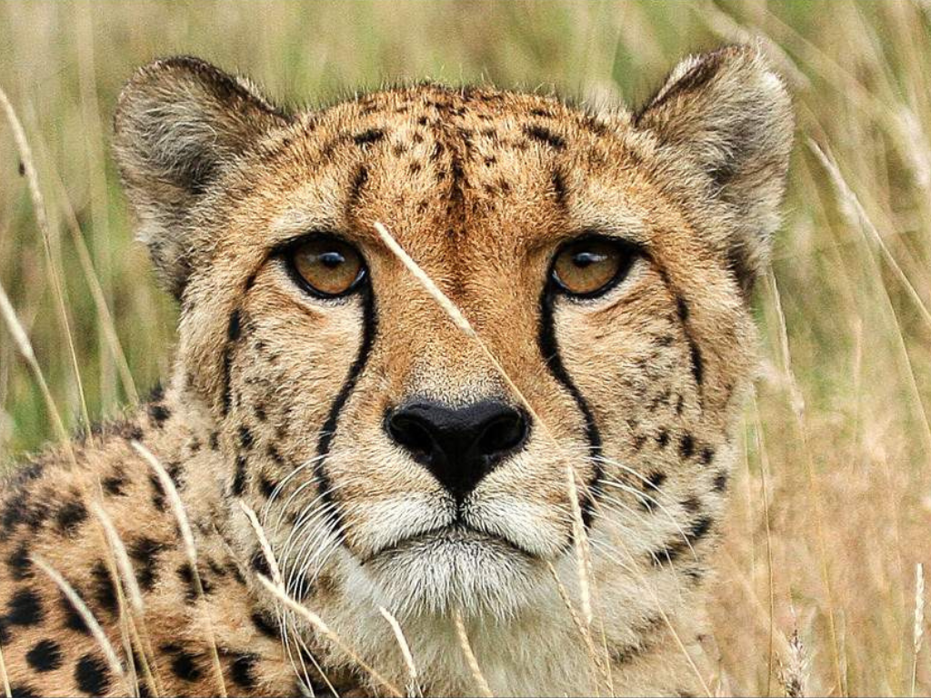 Safari de 7 Días: Amboseli, Lago Naivasha y Maasai Mara