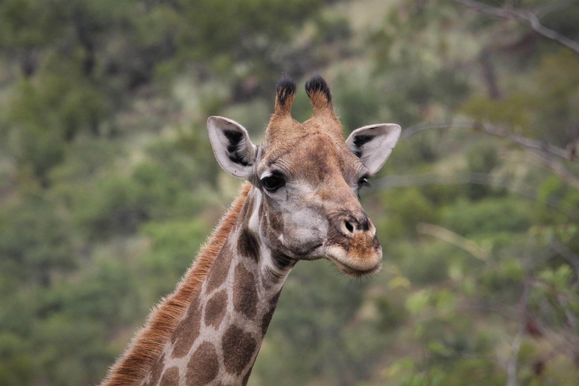 3-Day Pilanesberg Camping & Big Five Adventure