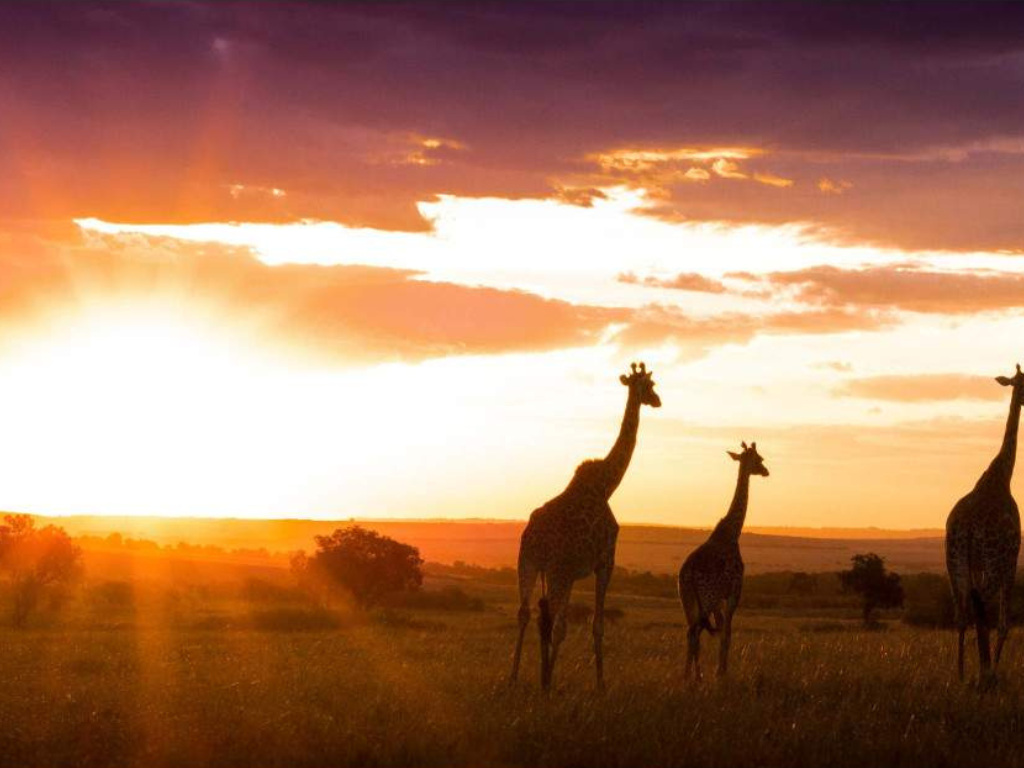 Safari de 7 Días: Amboseli, Lago Naivasha y Maasai Mara