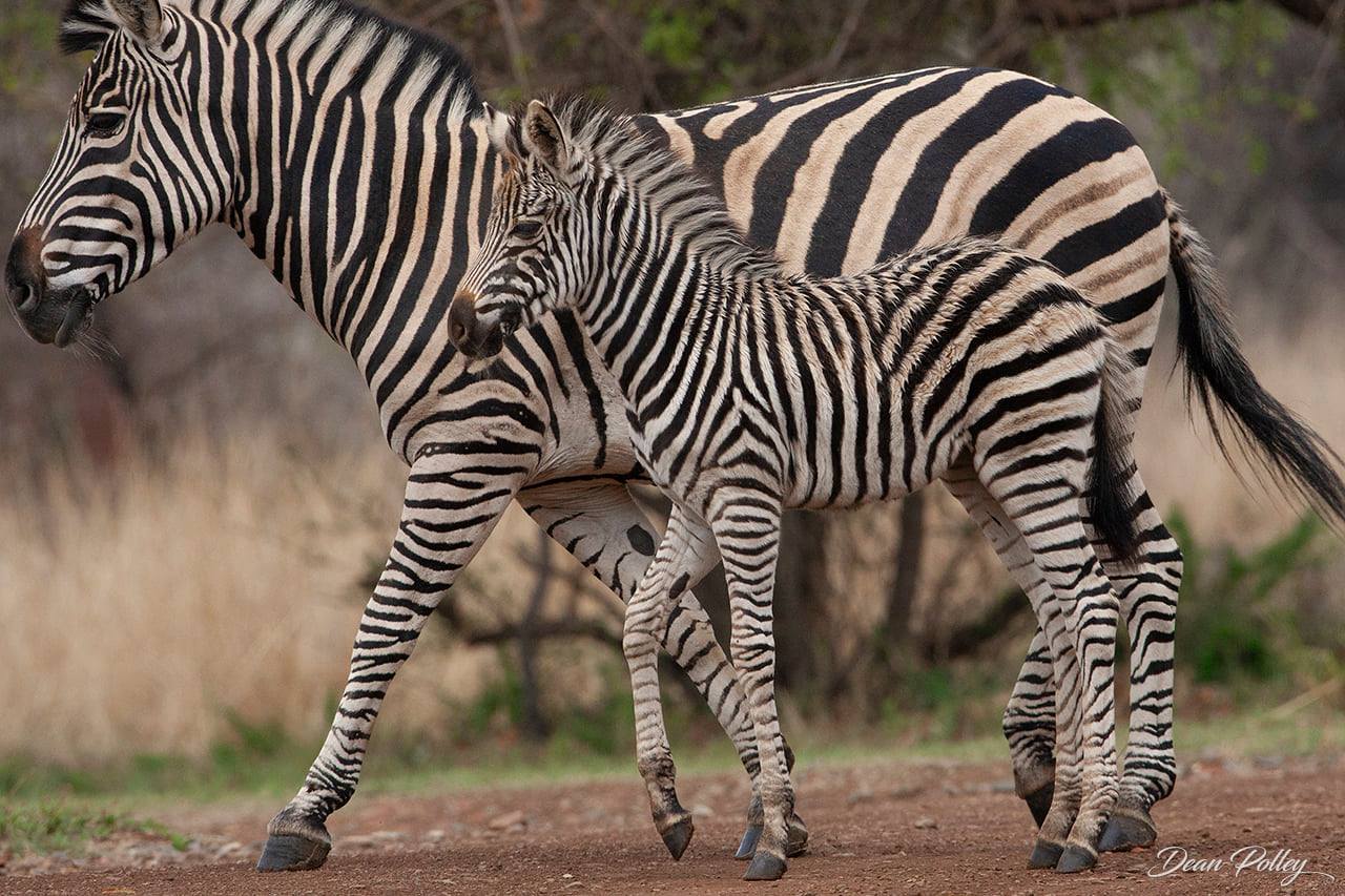 3-Day Cape Town Big Five Safari & Elephant Encounter