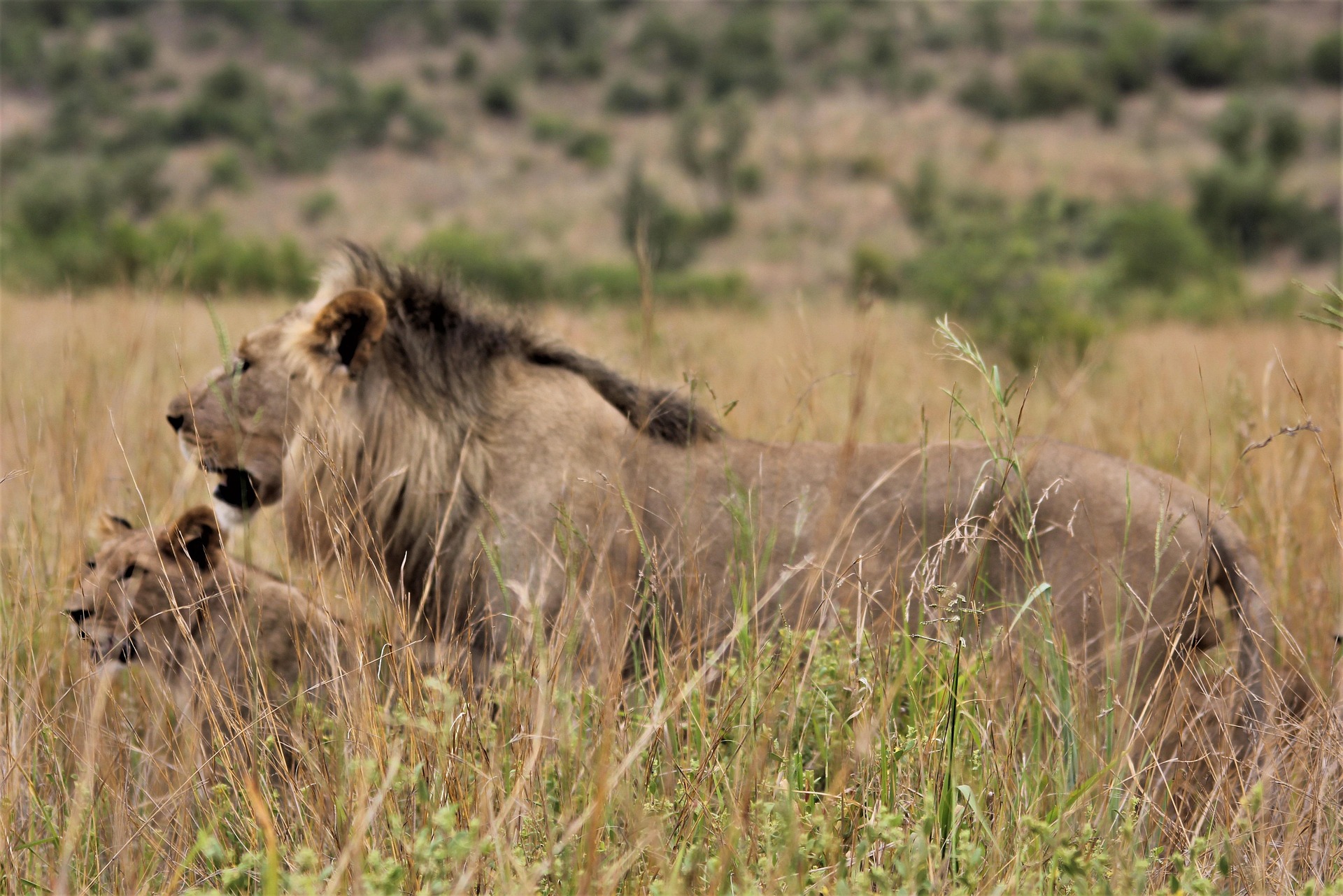 3-Day Pilanesberg Camping & Big Five Adventure