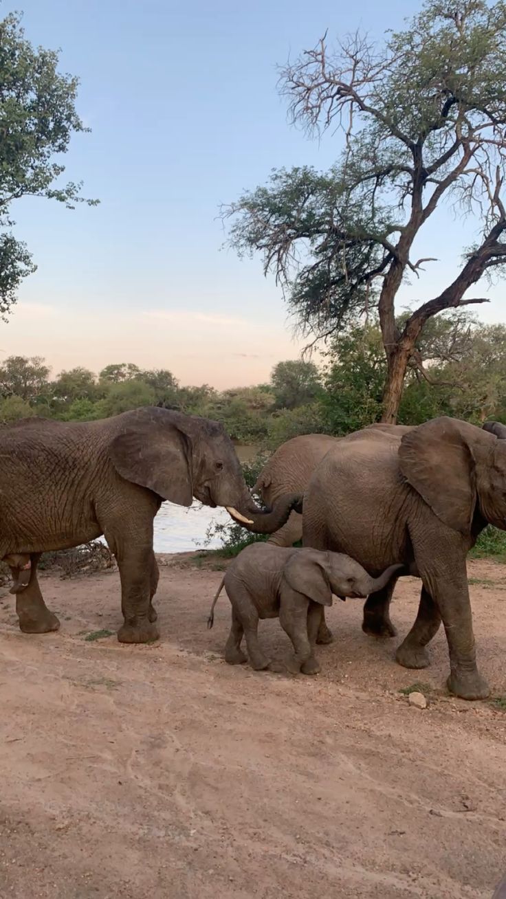 2-Day Luxury Kruger Safari – Big Five Adventure