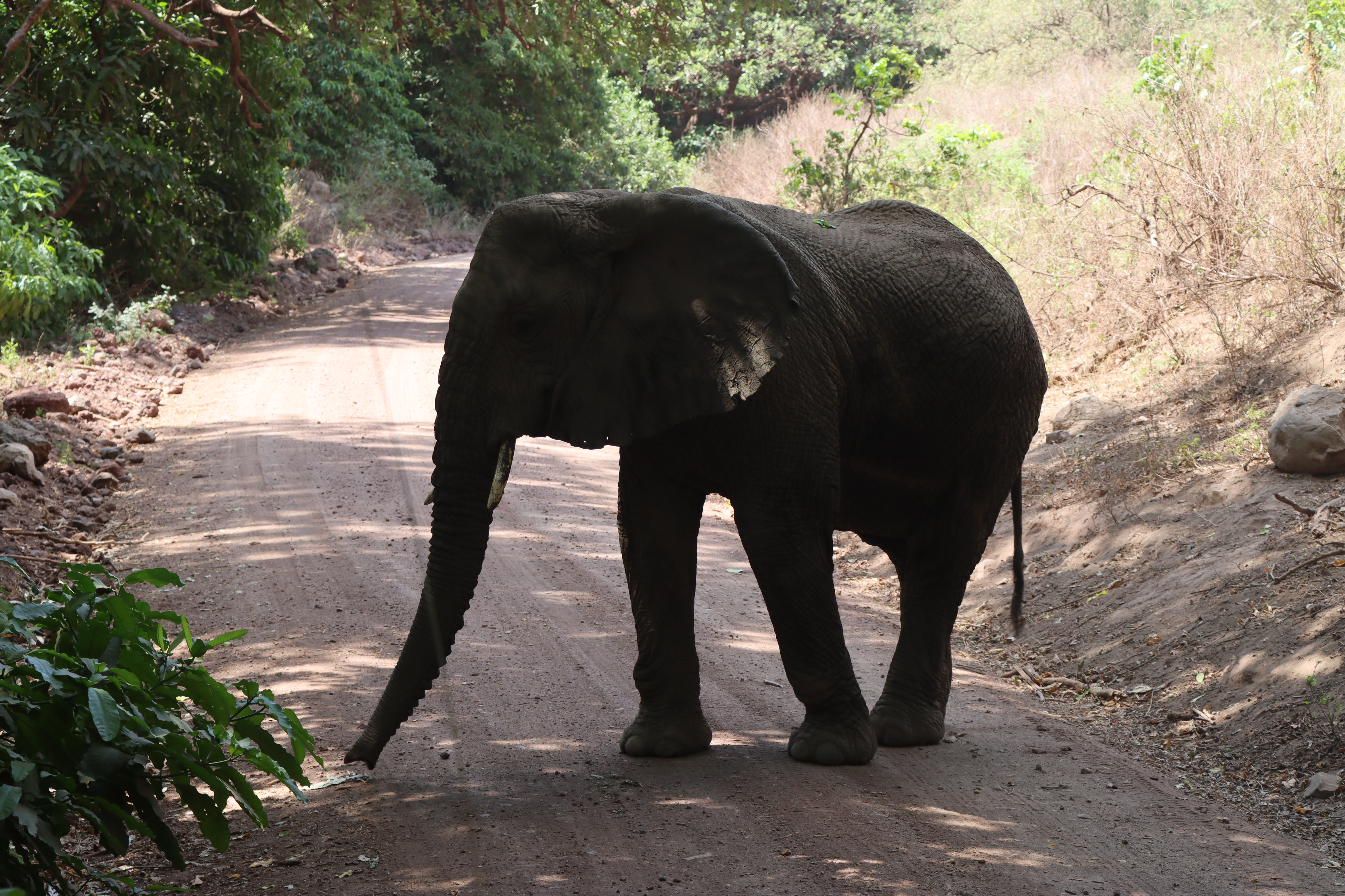 Lake Manyara National Park Full-Day Safari from Arusha with Lunch