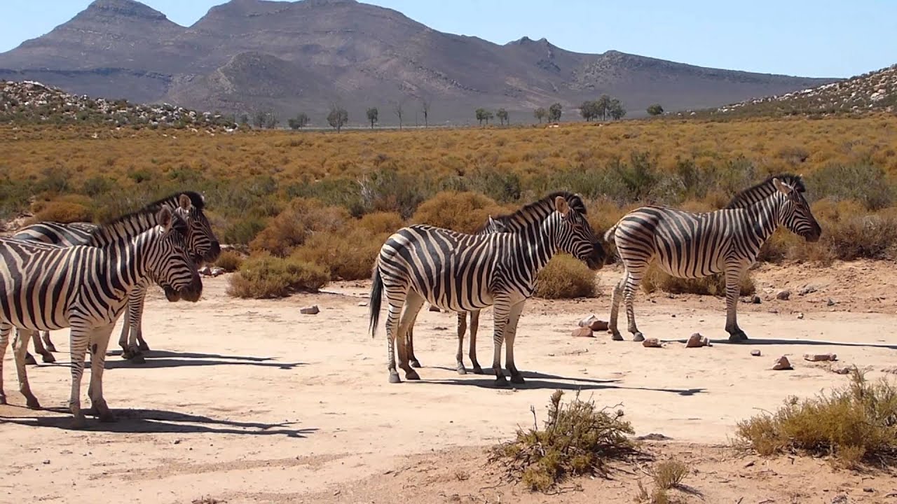 3 Day Big Five & Cheetah Run Safari – Inverdoorn