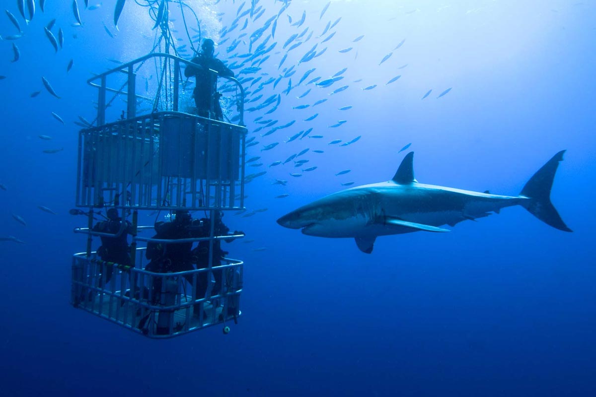 1/2-Day Ultimate Shark Cage Diving Experience