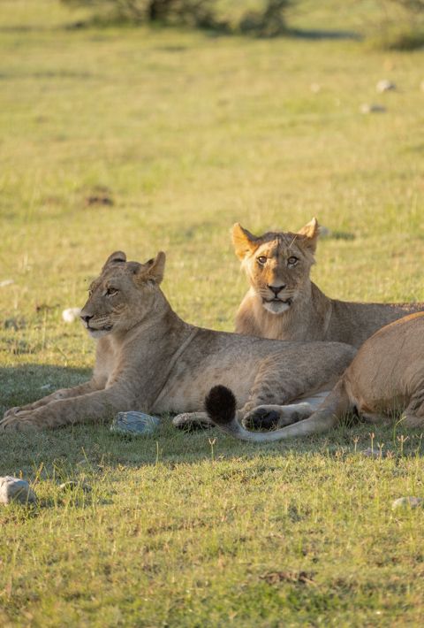 5-Day Madikwe Game Reserve Safari