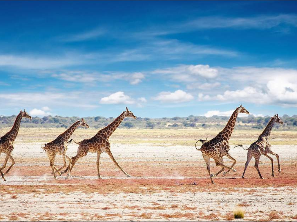 Safari de 5 Días en Namibia con Inmersión Cultural Himba