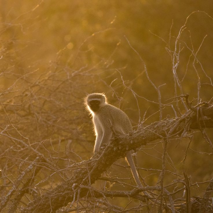 2-Day Sabi Sands Safari – Spot the Big Five