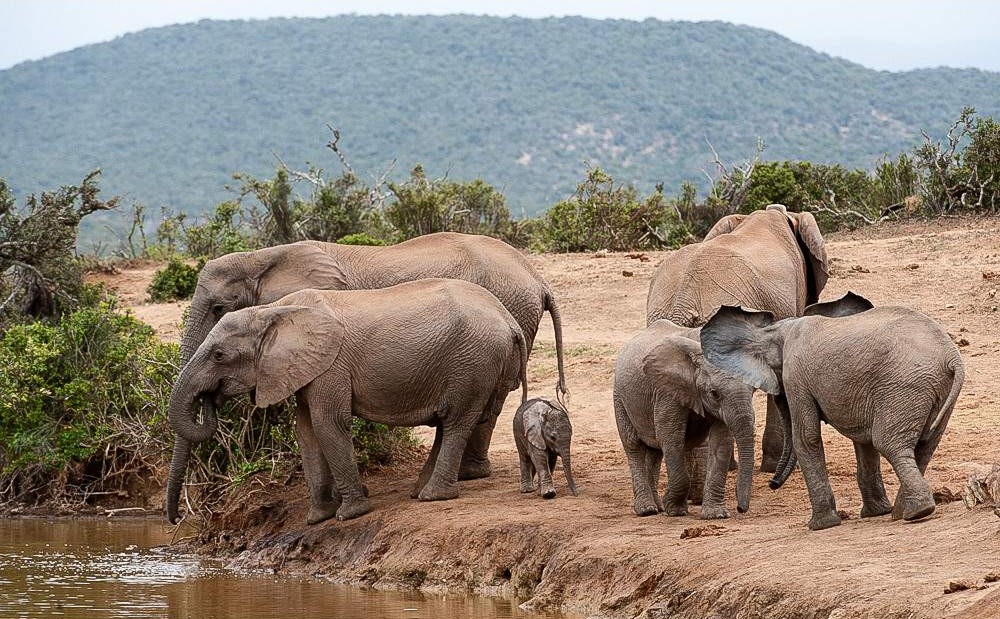 Encuentro con Elefantes y Experiencia en Santuario – 1 día
