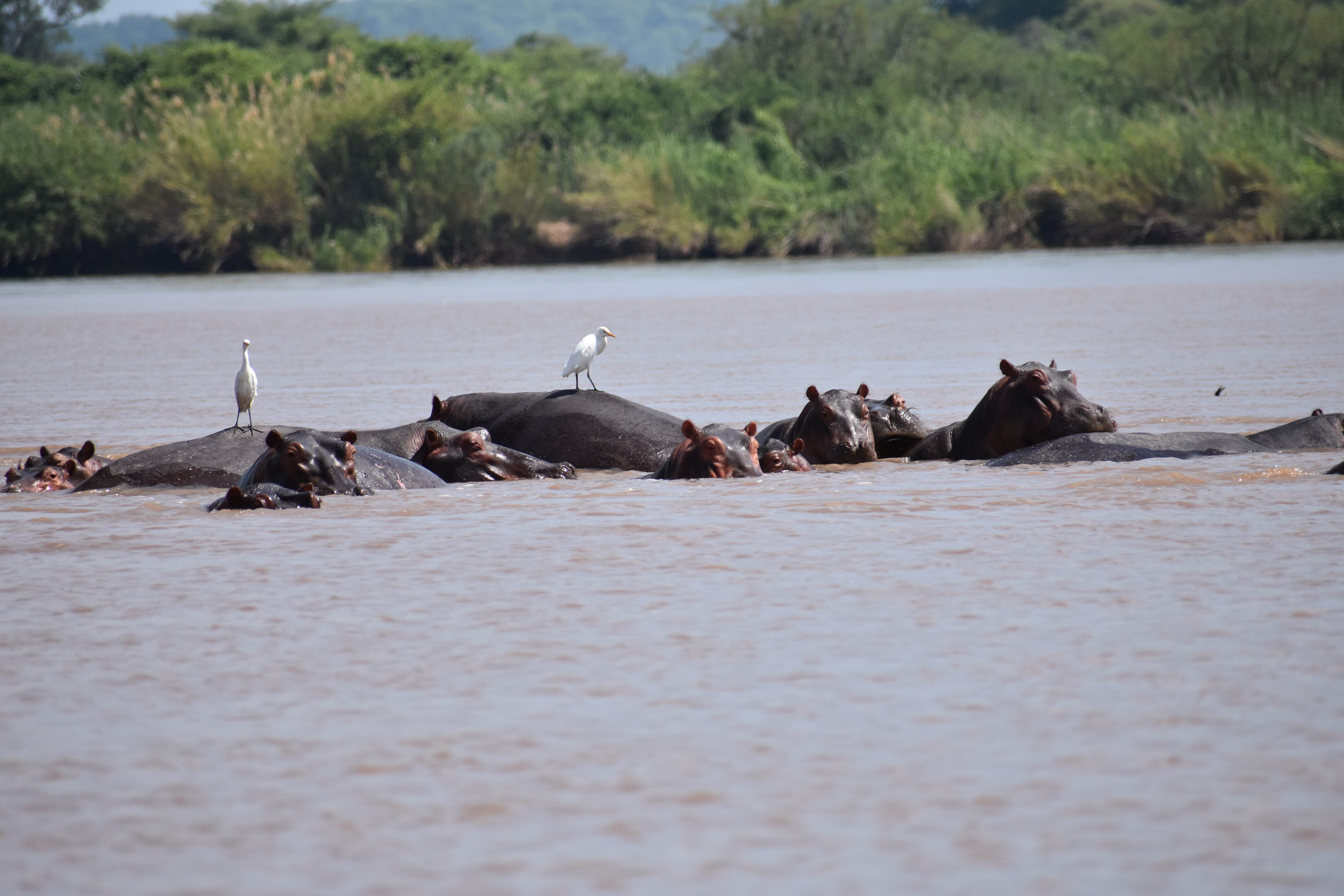1/2 Day guided Canoe Safari on Upper Zambezi