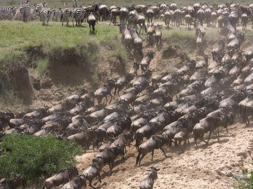 Safari de 7 Días: Amboseli, Lago Naivasha y Maasai Mara