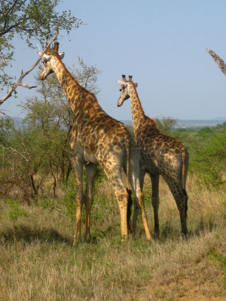 2-Day Sabi Sands Safari – Spot the Big Five