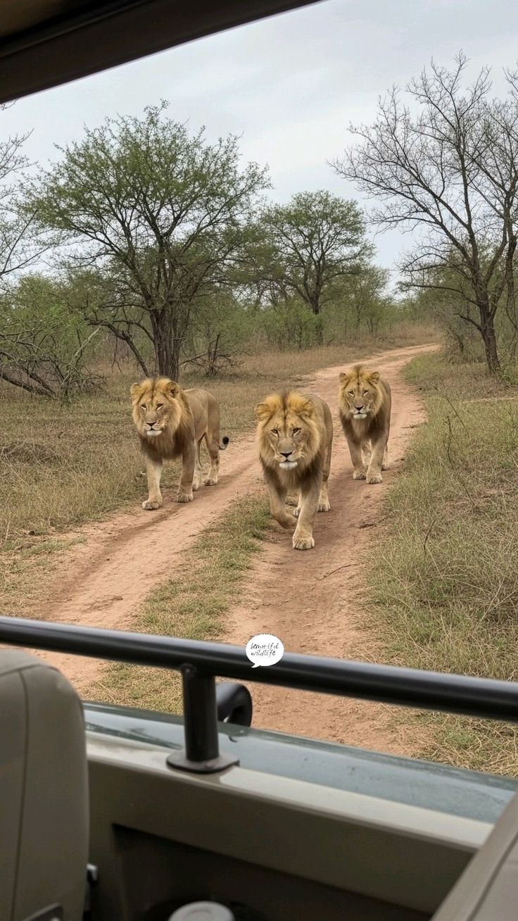 Cultura de la Aldea Lesedi y safari en el Parque de Leones – 1 día