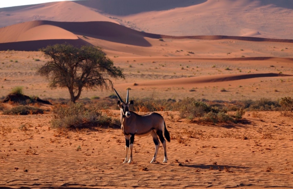 12-Day Namibia Wildlife & Cultural Safari Adventure