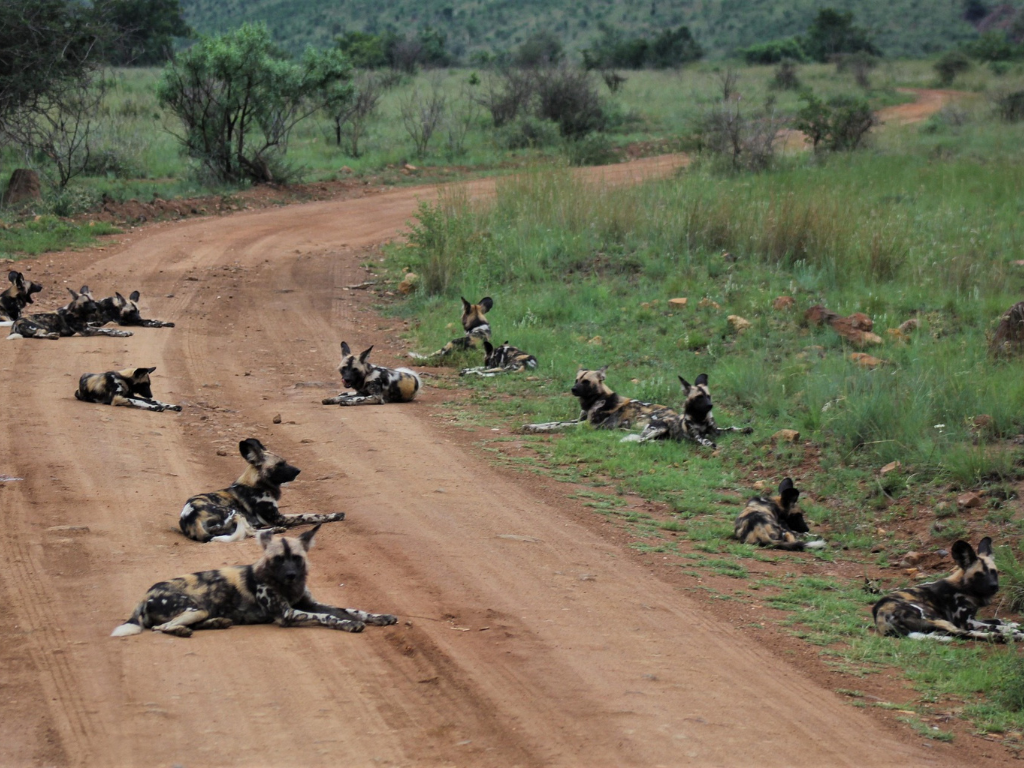 4-Day Wildlife Safari–  Kruger & Panorama Route