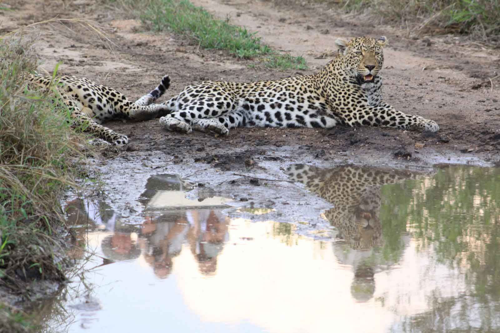 4-Day Adventure – Sabi Sands Safari Lodge Escape