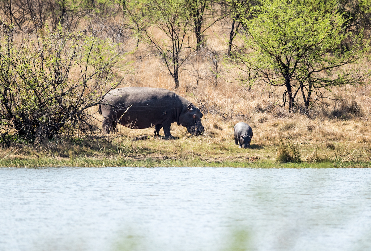 2-Day Wildlife Safari at Pilanesberg