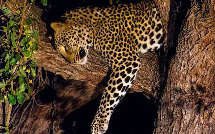 4 day mid range safari – Kwa Maritane Bush lodge