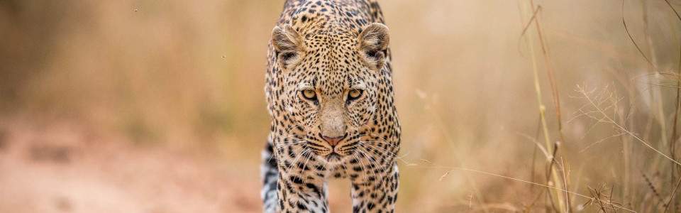 4-Day Luxury Safari at Elephant Plains Lodge in Sabi Sands