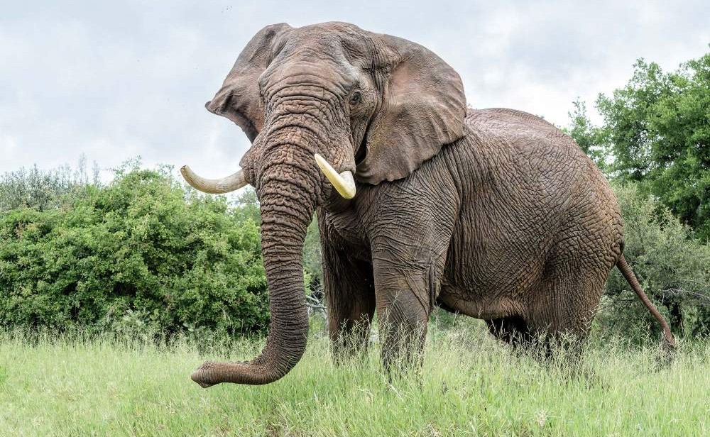 Encuentro con Elefantes y Experiencia en Santuario – 1 día