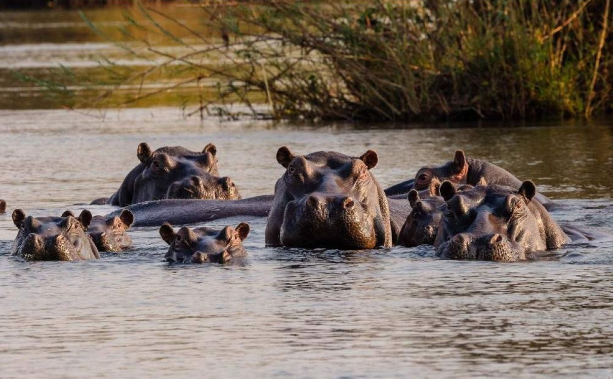 Safari de gama media en el Nguni Lodge – 5 días