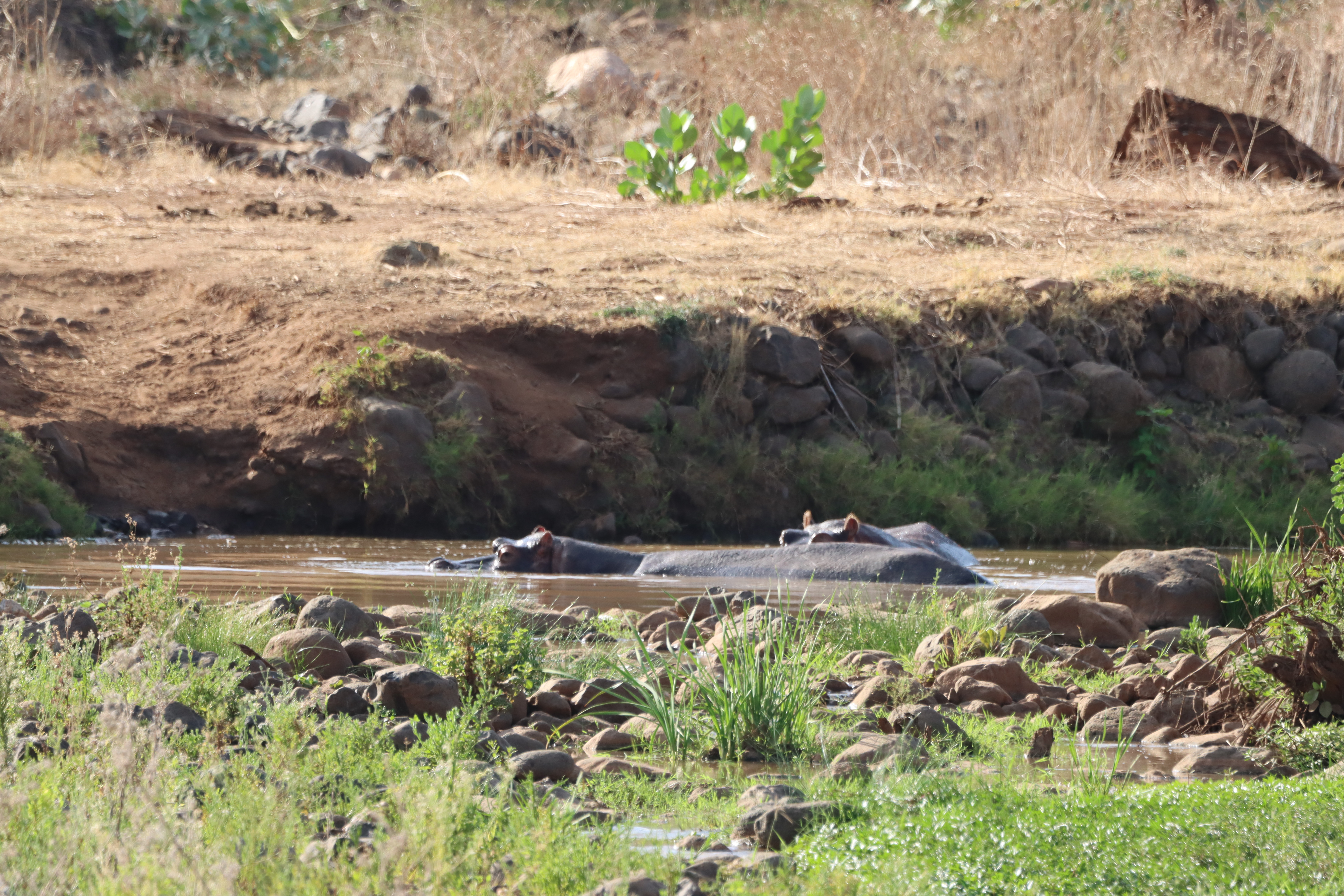 Lake Manyara National Park Full-Day Safari from Arusha with Lunch - travel experience in Tanzania
