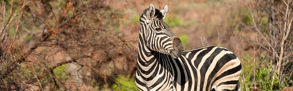 Aventura de Lujo de 4 Días en Black Rhino Game Lodge