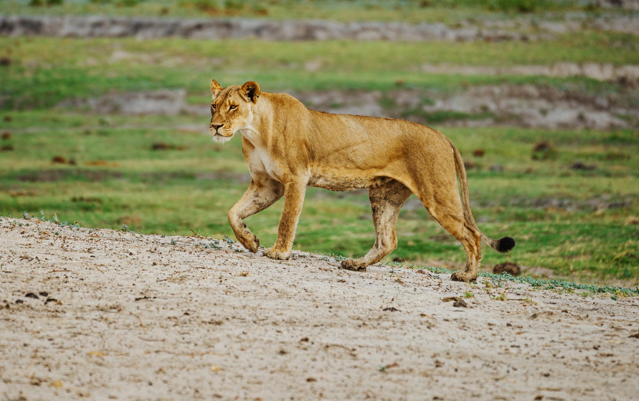 Safari de Medio Día en el Parque Nacional Chobe