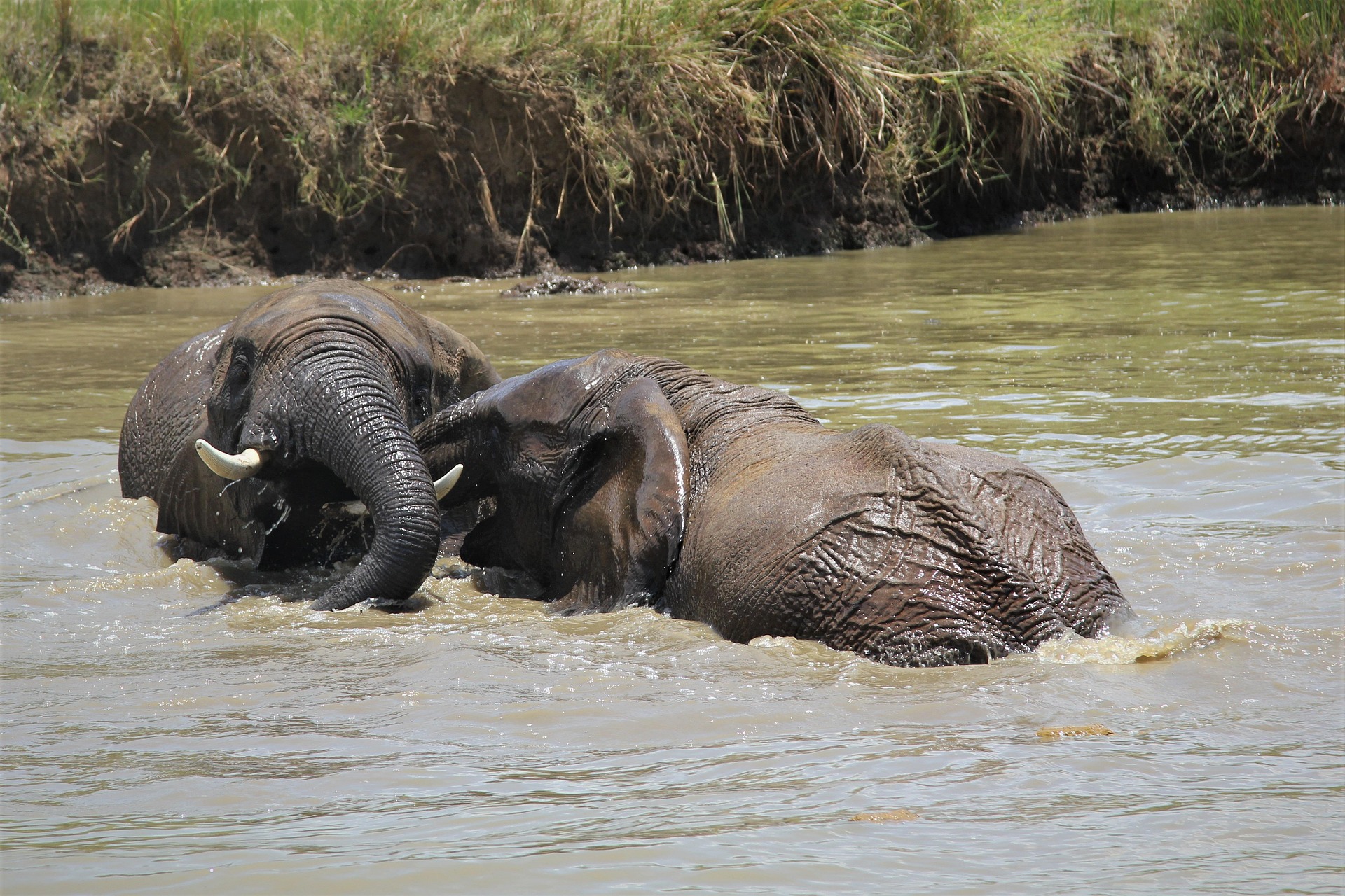 3-Day Pilanesberg Camping & Big Five Adventure