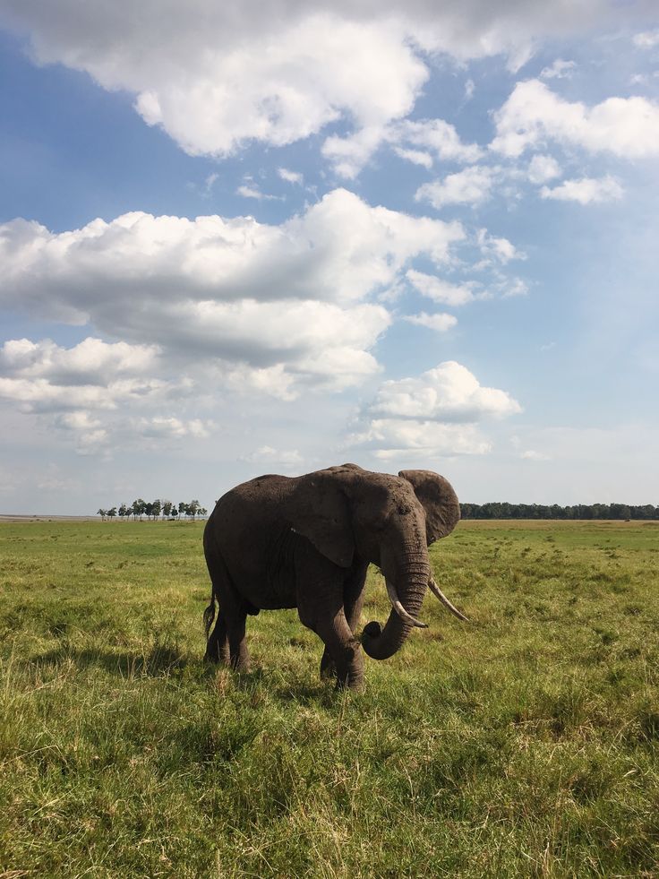 1-Day Wild Chobe Big Five Safari – Kasane Pickup