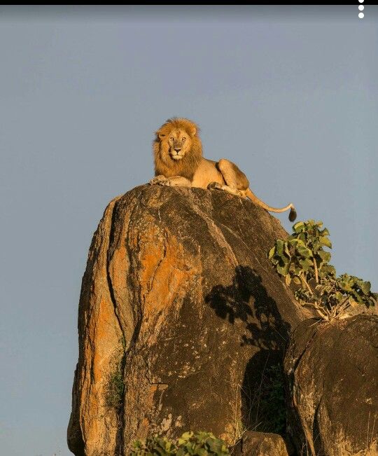 1-Day Kruger Safari at Sunset – Chase the Big Five at Dusk