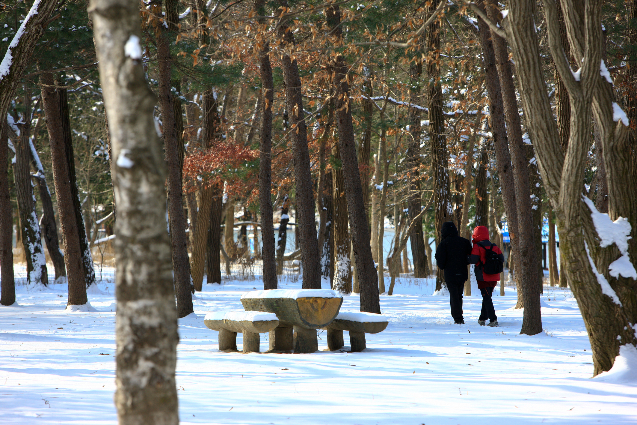 Enjoy the lighting festival at Garden of Morning Calm: a lamp festival that only comes in winter!