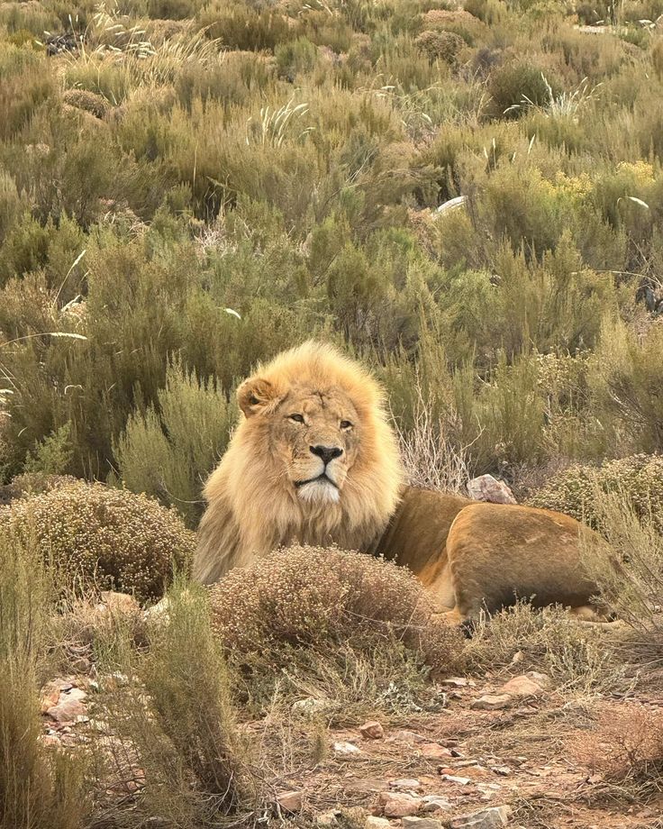 3-Day Cape Agulhas, Safari & Winelands Experience