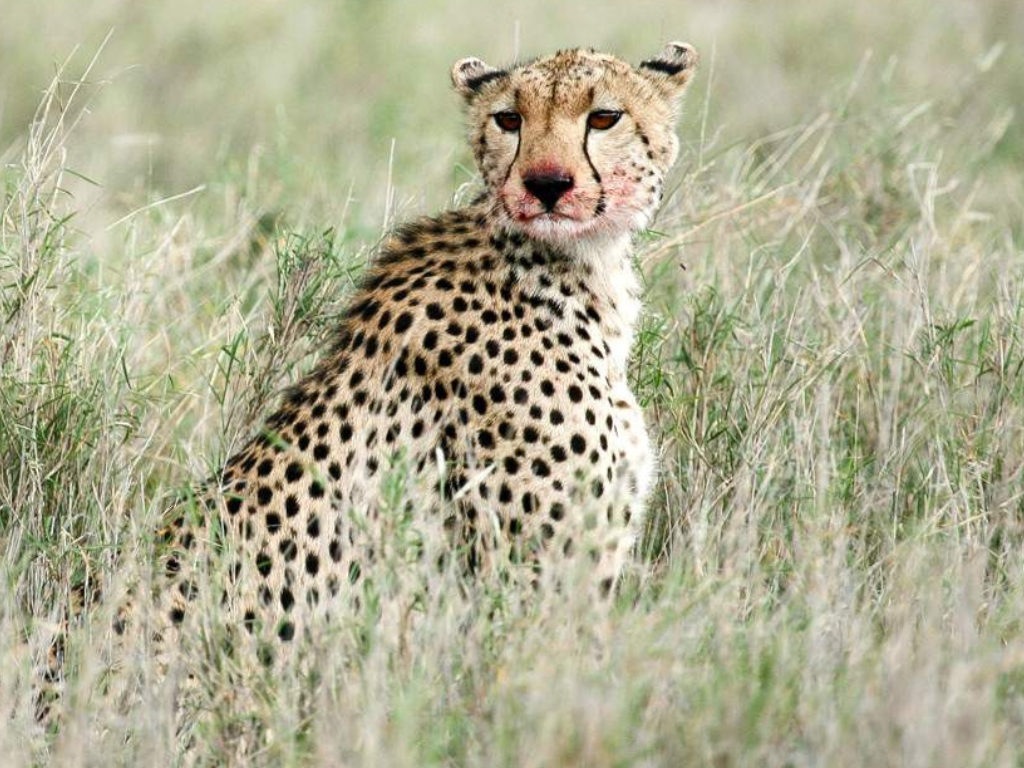 Safari Aéreo de 5 Días desde Zanzíbar: Serengeti, Ngorongoro y Tarangire