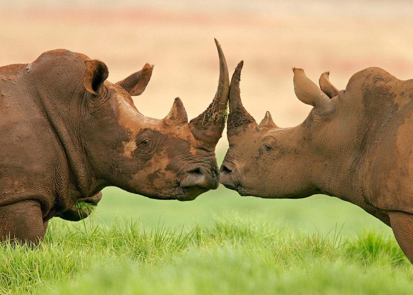 2-Day Etosha Safari from Windhoek – Lions, Elephants & More